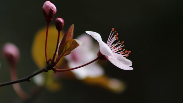 plum-blossoms-4053181_640